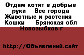 Отдам котят в добрые руки. - Все города Животные и растения » Кошки   . Брянская обл.,Новозыбков г.